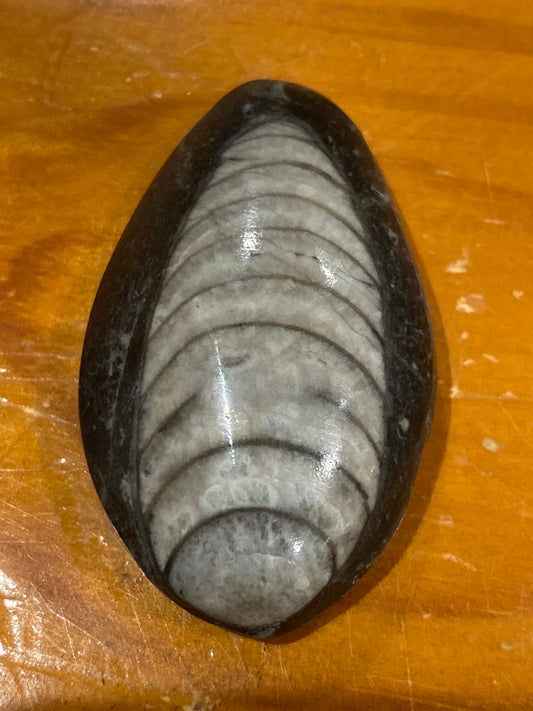 Orthoceras oval