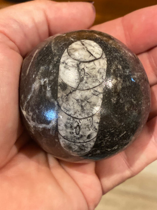 Orthoceras Sphere
